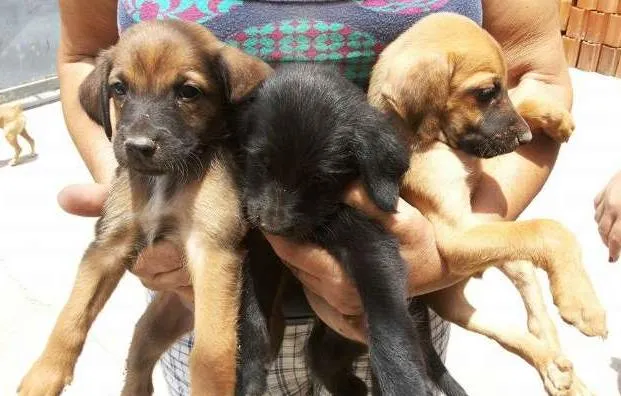 Cachorro ra a vira lata idade Abaixo de 2 meses nome filhotinhos