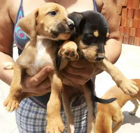 Cachorro ra a vira lata idade Abaixo de 2 meses nome filhotinhos