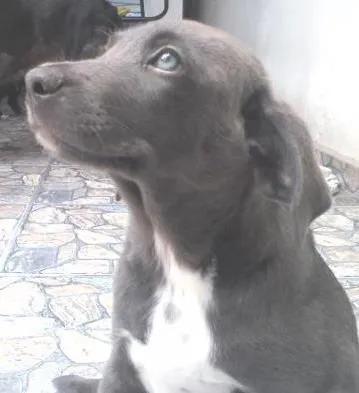 Cachorro ra a weimaraner, vira lata idade 2 a 6 meses nome sem nome