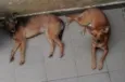 LELO/ REBECA