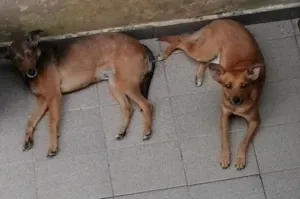 Cachorro raça srd idade 2 anos nome LELO/ REBECA
