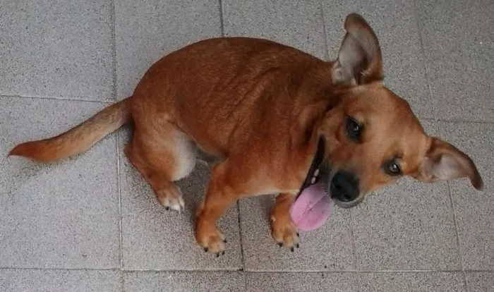 Cachorro ra a srd idade 2 anos nome LELO/ REBECA