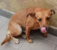 LELO/ REBECA