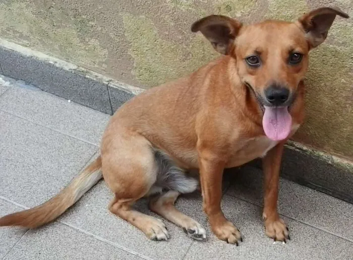Cachorro ra a srd idade 2 anos nome LELO/ REBECA