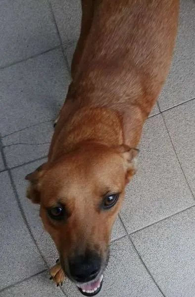 Cachorro ra a srd idade 2 anos nome LELO/ REBECA