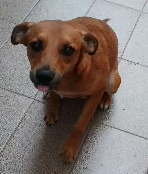 Cachorro ra a srd idade 2 anos nome LELO/ REBECA