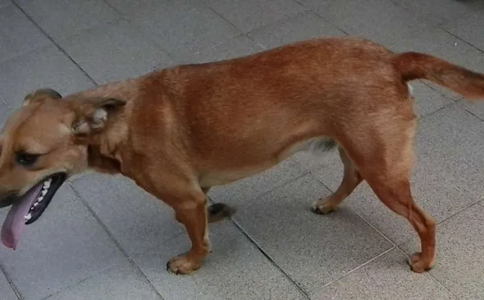 Cachorro ra a srd idade 2 anos nome LELO/ REBECA