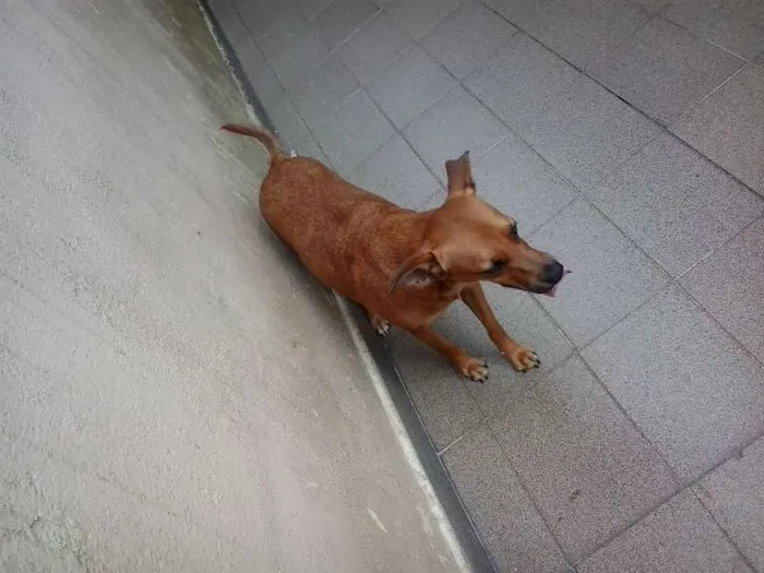Cachorro ra a srd idade 2 anos nome LELO/ REBECA