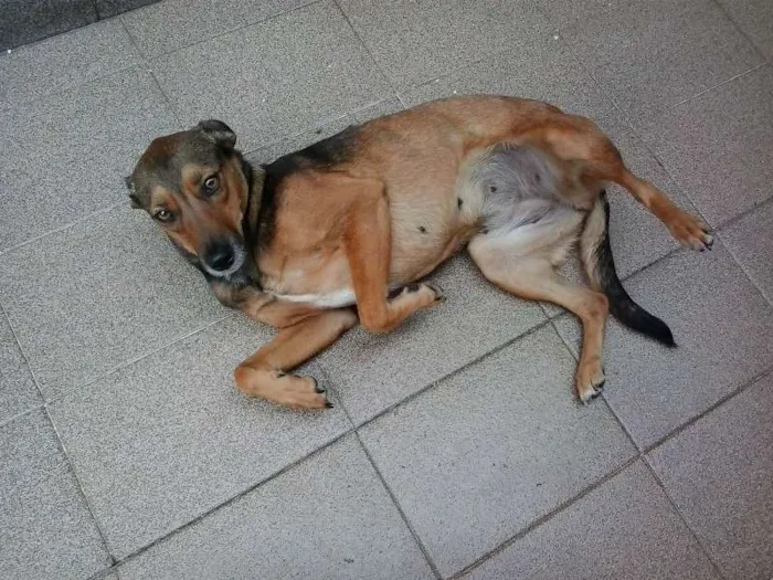 Cachorro ra a srd idade 2 anos nome LELO/ REBECA