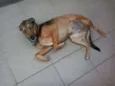 LELO/ REBECA