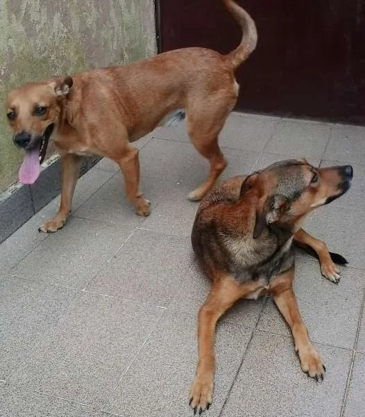 Cachorro ra a srd idade 2 anos nome LELO/ REBECA