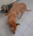 LELO/ REBECA