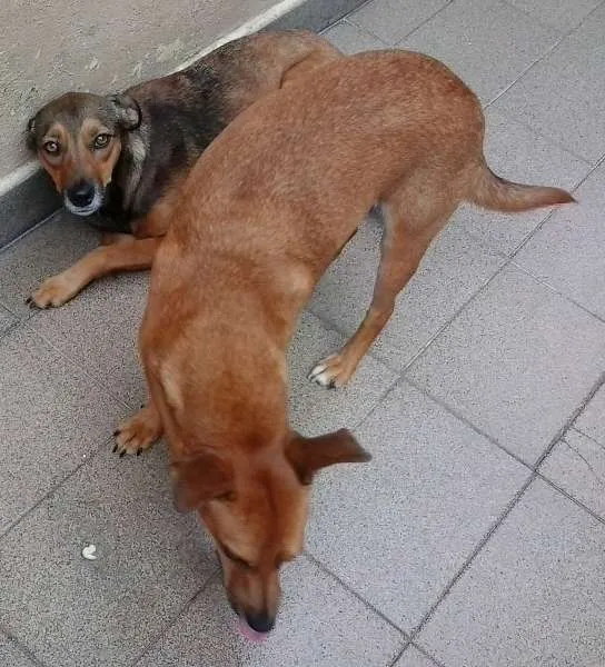 Cachorro ra a srd idade 2 anos nome LELO/ REBECA