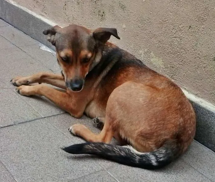 Cachorro ra a srd idade 2 anos nome LELO/ REBECA
