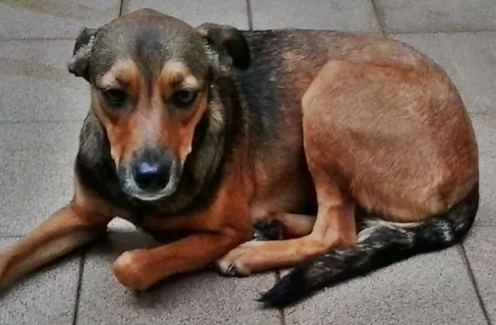 Cachorro ra a srd idade 2 anos nome LELO/ REBECA