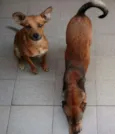 LELO/ REBECA