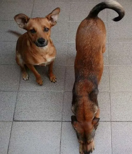 Cachorro ra a srd idade 2 anos nome LELO/ REBECA
