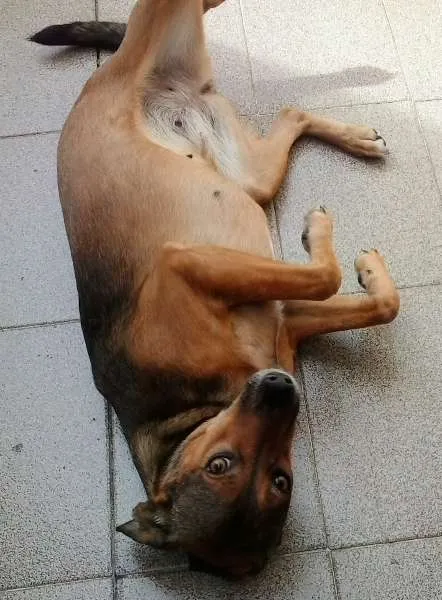Cachorro ra a srd idade 2 anos nome LELO/ REBECA