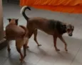LELO/ REBECA