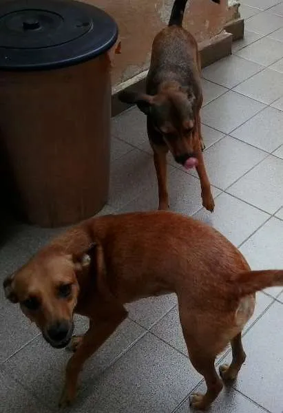Cachorro ra a srd idade 2 anos nome LELO/ REBECA
