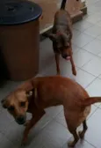 LELO/ REBECA