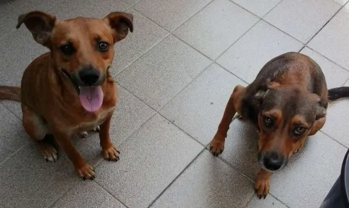 Cachorro ra a srd idade 2 anos nome LELO/ REBECA