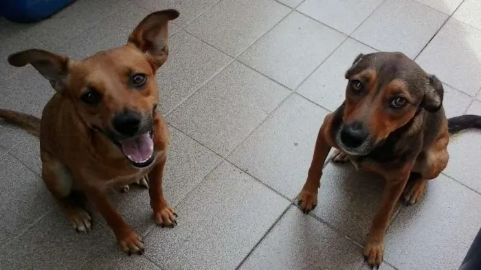 Cachorro ra a srd idade 2 anos nome LELO/ REBECA