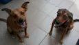 LELO/ REBECA