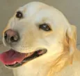 LALÁ