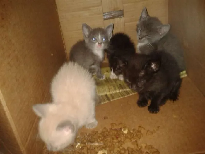 Gato ra a sem idade Abaixo de 2 meses nome Sem nome ainda