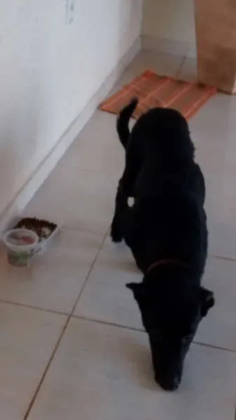 Cachorro ra a  idade  nome não sei