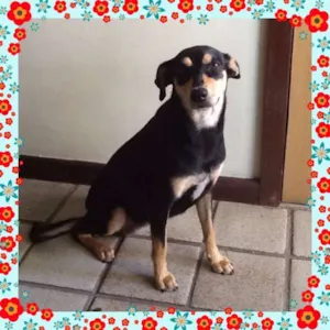 Cachorro raça SRD idade 1 ano nome Bolota