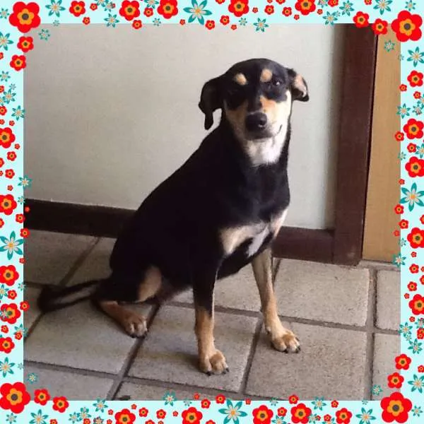 Cachorro ra a SRD idade 1 ano nome Bolota