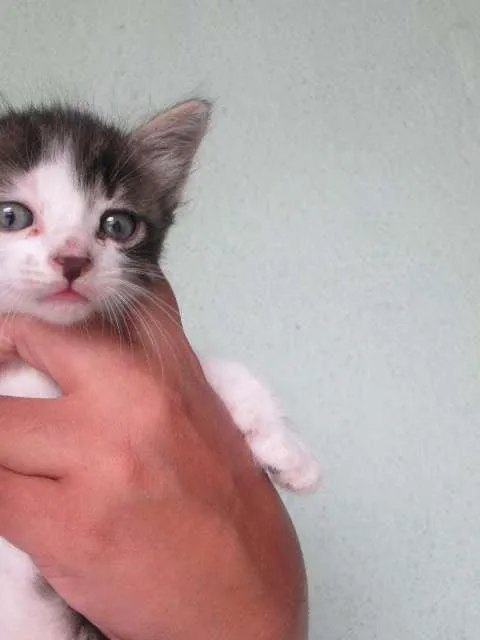 Gato ra a  idade Abaixo de 2 meses nome sem nome