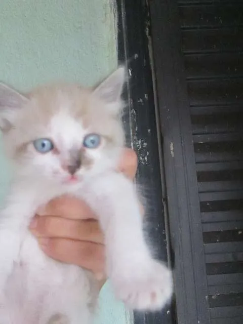 Gato ra a  idade Abaixo de 2 meses nome sem nome