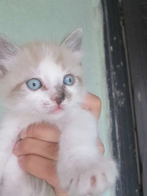Gato ra a  idade Abaixo de 2 meses nome sem nome