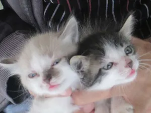 Gato raça  idade Abaixo de 2 meses nome sem nome