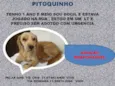 Pitoquinho