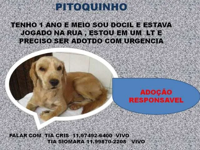 Cachorro ra a SRD idade 1 ano nome Pitoquinho