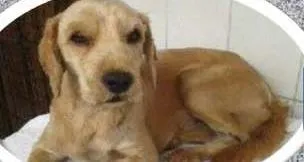 Cachorro ra a SRD idade 1 ano nome Pitoquinho