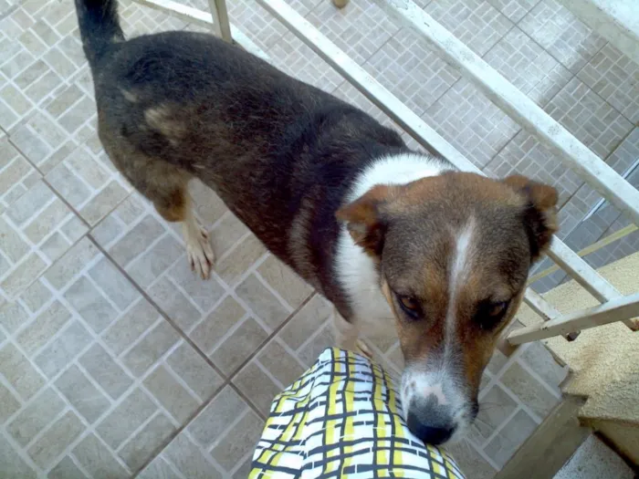 Cachorro ra a viralata idade 3 anos nome Sophie