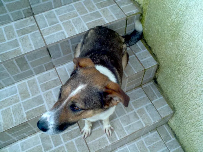 Cachorro ra a viralata idade 3 anos nome Sophie