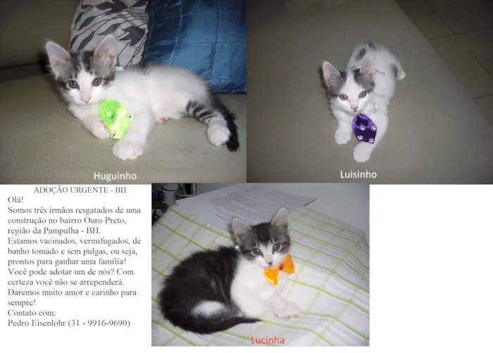 Gato raça SRD idade 2 a 6 meses nome Huguinho, Luisinho 