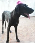 PÉROLA