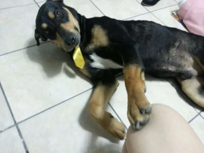 Cachorro ra a SRD idade 3 anos nome Sirius Black
