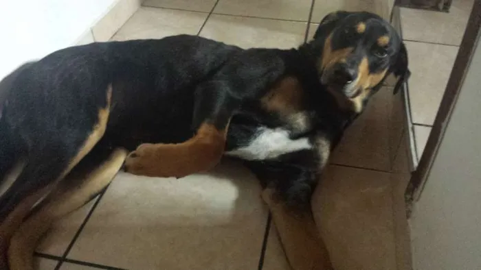 Cachorro ra a SRD idade 3 anos nome Sirius Black