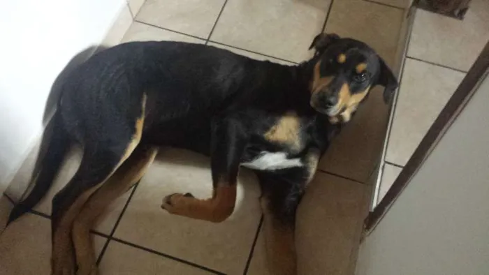 Cachorro ra a SRD idade 3 anos nome Sirius Black