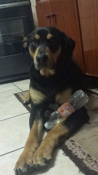 Cachorro ra a SRD idade 3 anos nome Sirius Black