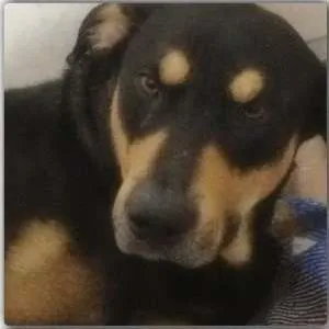 Cachorro raça SRD idade 3 anos nome Sirius Black