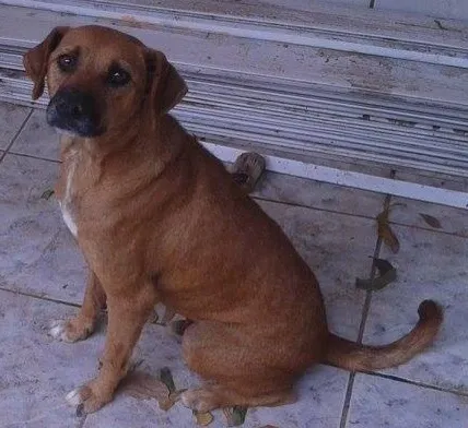 Cachorro ra a SRD idade 1 ano nome Bento